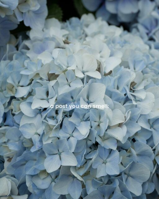 A post you can smell, literally 🌸✨
Fresh blooms are just a click away — place your orders now at Oopsydaisy.lk or simply order through WhatsApp. Let your flowers do the talking. 💐

#OopsydaisyFlowers #OrderNow #FreshBlooms #FlowersOnline #WhatsAppOrders #ColomboFlorist #SriLankaFlorist #BloomWithUs #FlowerDelivery #PetalsOfJoy