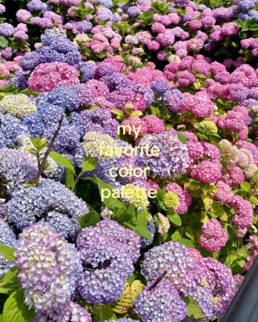Hydrangeas will always have my heart ๐๐๐ค Their soft, dreamy colors feel like natureโs way of painting happiness. Every bloom is a little reminder that beauty comes in many shades.
โWhere flowers bloom, so does hope.โ ๐ธ
#HydrangeaLove #FlowerLover #BloomingBeauty #GardenInspiration #NatureLovers #FloralAesthetic #Hydrangeas #FlowerPhotography #PetalPerfect #ColorPalette #FlowerMagic #InstaFlowers #NaturePhotography #BloomSeason #FlowerGram
What's your favorite flower or color palette? ๐ทโจ