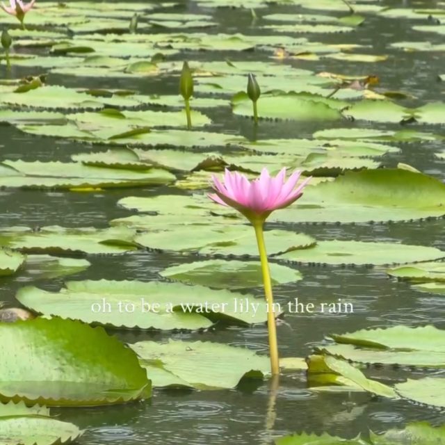 To be a Lilly in the rain 🌧️ 

Video credits Lillygirl

#oopsydaisylk #colomboflorist #flowers